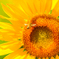 working honey bee