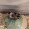 顔出しハムスター
