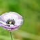 庭の花2025 (ポピーアメイジンググレイ)