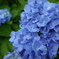 よへな紫陽花園