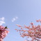 河津桜１