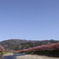 河津桜２