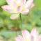 清廉の花