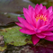 カエルのケロタン、花を愛でる