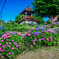 明善寺の紫陽花