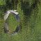  Ardea cinerea