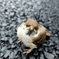 すずめの幼鳥