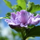 四季折々の花 （73)