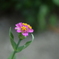 四季折々の花 (74)