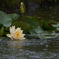 恵みの雨