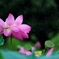 静かな華