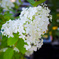 白い紫陽花