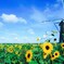 朝陽に向かって