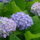 P1380632　紫陽花