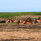 Deer  Paradise