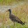 ケリの若鳥 ♪