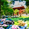 室生寺の紫陽花