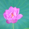 蓮、開花