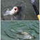 ヘラブナ釣り