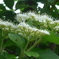 P1380656　野山の花