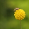 蜘蛛の玉転がし