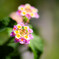 ランタナの花