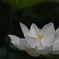 花　その266