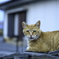 おこってるねこ