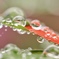 水滴が綺麗