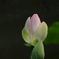 蕾
