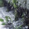 涼を感じる苔