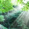 神秘的な光芒