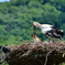 コウノトリ　元気に育っています