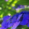 キラキラな紫陽花