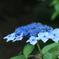 6/29紫陽花26