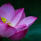蓮の花