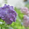 夏の花