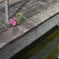 頑張る