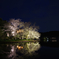 水面に落ちる桜