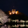 光条と桜