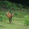 コハクちゃん　奈良の鹿さん