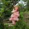 『花×ピンク×(^^)』