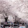 桜並木の下で