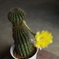 サボテンの花