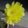 サボテンの花