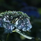 紫陽花灯る