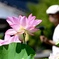 ハスの花咲く頃