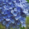 まだ咲いていた紫陽花