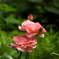 薔薇