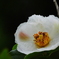 沙羅双樹の花